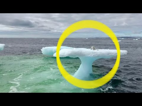 нечто удивительное. острый айсберг. на медвежонка надвигается айсберг. нечто удивительное. нечто удивительное.