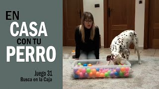 👍 En CASA con tu PERRO 🐕🏠 [JUGAR con tu PERRO en CASA Juego 31 Busca en la Caja] - Cuarentena by Funny Dogs Training - Maria José García 164 views 4 years ago 6 minutes, 57 seconds