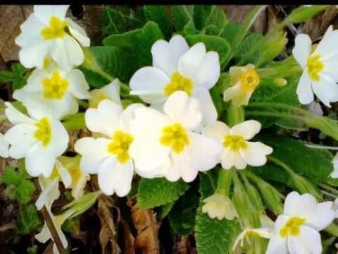 Vídeo: Primula: Un Missatger Brillant De La Primavera