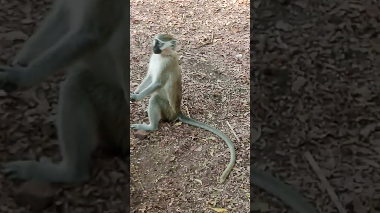 Monkey can sit like human!!