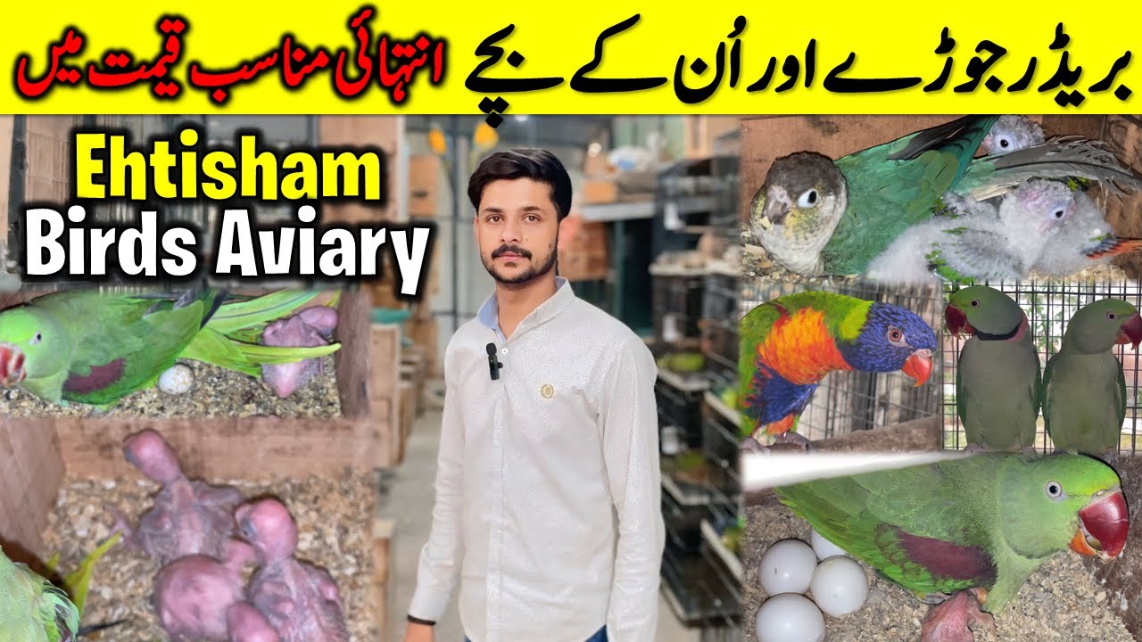 Talking Parrot Breeding Setup | Ehtisham Birds Aviary Islamabad | Talking Parrot Chicks.