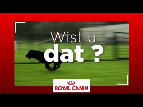 Hoe beoefent u balsporten met uw hond?