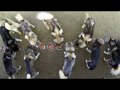 GoPro: 17 Huskies