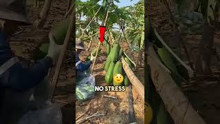 Papayas Grown Sideways?!  #papayafarming #agrihacks #fyp #Amazing #trending #viral #reels