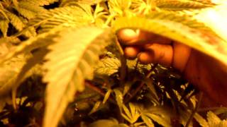 How To Crop Your Plants In An Organic Manner