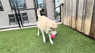 Sweet, friendly gal Dodie is up for adoption!