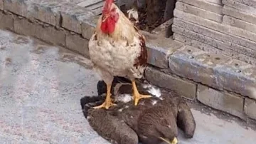 Welches Tier greift Hühner an?