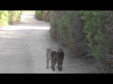 Bobcats in Irvine