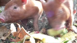 composting with piglets