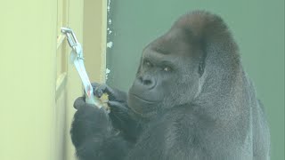 Father gorilla secretly enjoying sherbet / Higashiyama Zoo Shabani