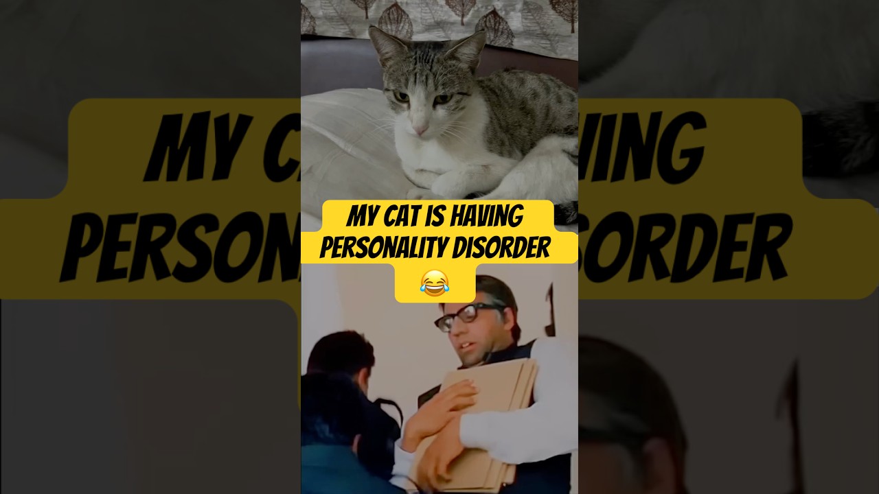 Cat’s have personality disorder 