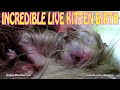 INCREDIBLE Live Birth of Meowing Ginger Kitten