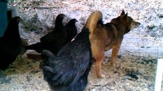 Download Lagu Mo getting poked in bum by chicken MP3 Download Lagu Mo getting poked in bum by chicken MP3