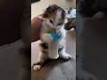 This Angry Kitten Has Zero Patience! 😾 #shorts #viral #usa #pets
