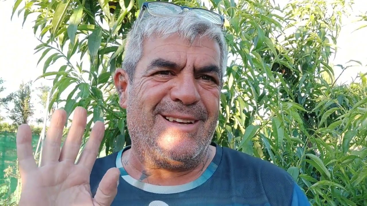 Injertos de yema viva o de Mayo, como y cuando hacerlos.