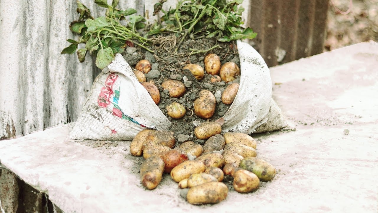 Very Easy To Growing Potatos In Useless Plastic bags From seeds To