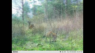 Hoge Kleyweg - Maart-April 2025