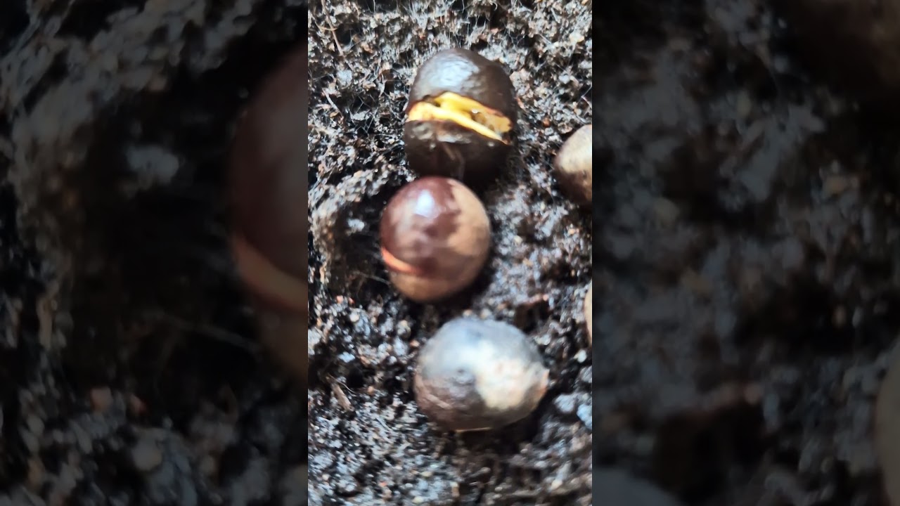 Tea plant seeds sprouting 