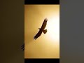 It was in the stone age. AI-Generated Prehistoric Movie!