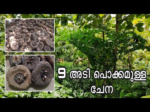 เดเตเดจ เดเตเดทเดฟ | Yam Cultivation | Gajendra | Chena | Ente Krishiyidam