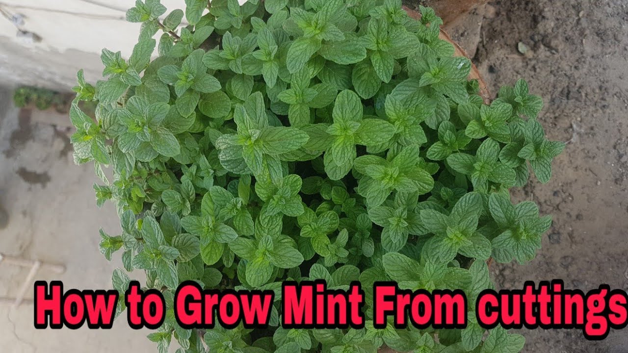 How to grow Mint Grow Mint from Seeds Grow Mint in water Grow