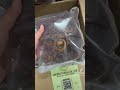 DRIED SEA MOSS WITHOUT SALT