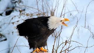 Bald Eagle Scream by AlaskaRaptorCenter 182,020 views 1 year ago 56 seconds