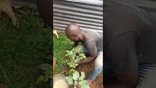 HOW TO PLANT KHAT(MIRAA)..