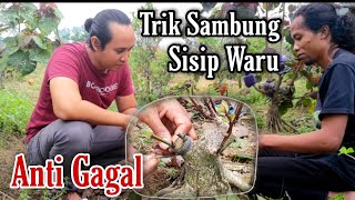 Cara Sambung Sisip Waru Yang Efektif dan Anti gagal || How To Grafting Hibiscus Tiliaceus Tree