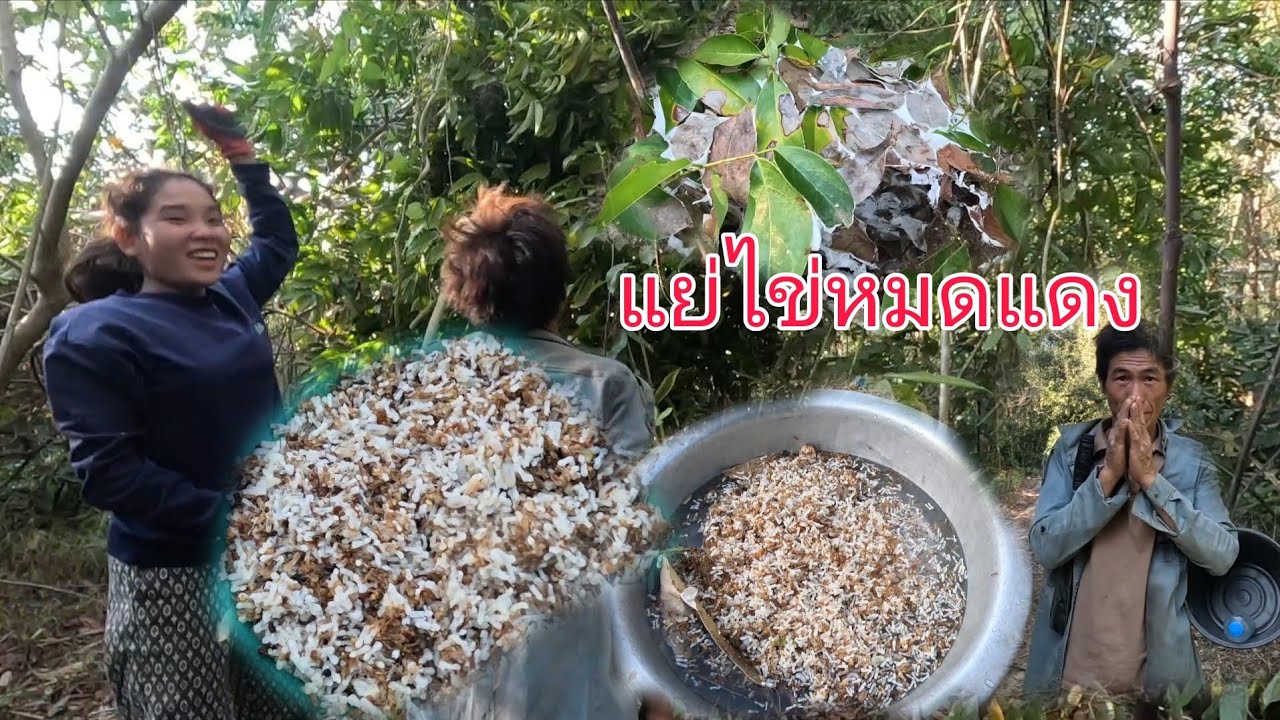 ແຍ່ໄຂ່ຫມົດແດງແກງ//แย่ไข่หมดแดงแกง