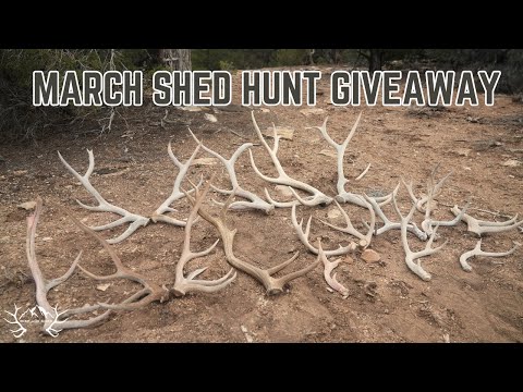 MARCH SHED HUNT GIVEAWAY 2026