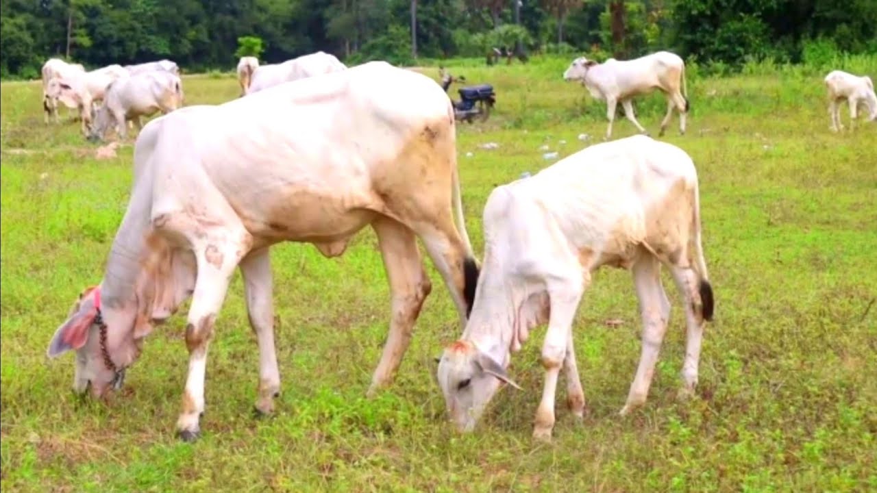 Many cow eat natural grass YouTube