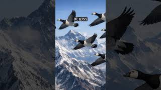 Barnacle Geese Fly Over the Himalayas! Nature’s Ultimate Endurance Test #Wildlife #Migration