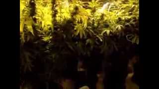 Qleaner Grow 2 Weeks Till Harvest