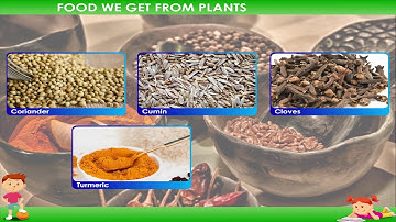Food we get from plants | food from plants class-2