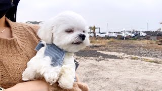 Destroyed 2 Days in Jeju | Puppy Jeju Travel Vlog 🍊