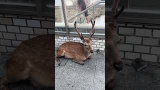 Buenas tardes Sr venado 🦌 #narapark #japan