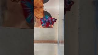 Download Lagu Koi Red GLX - Rước Tình Về Với Quê Hương Remix #lyrics #music #remix #chill MP3