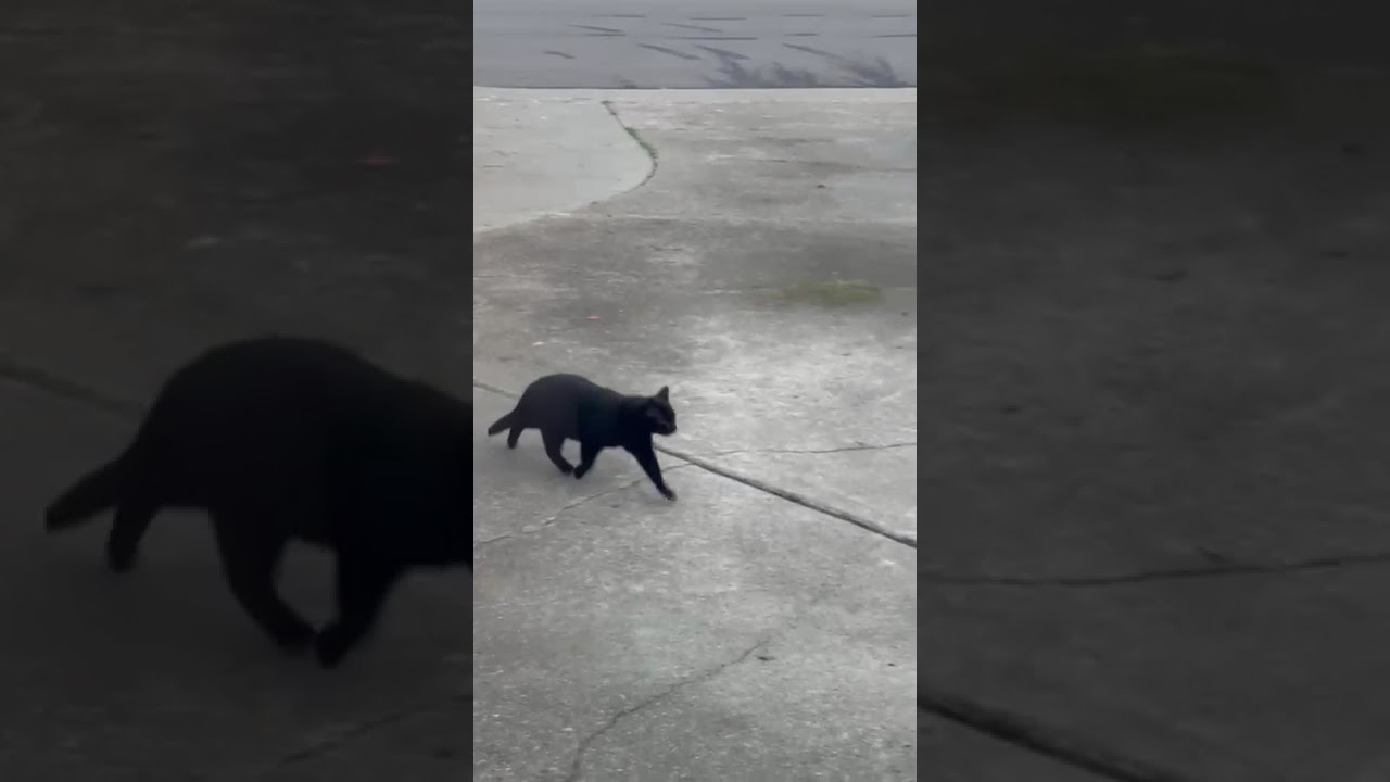 Котята Блэкнич и Бэби Беар проводят утро на лужайке перед домом.