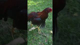 Arap Hint Horozu Asil Rooster