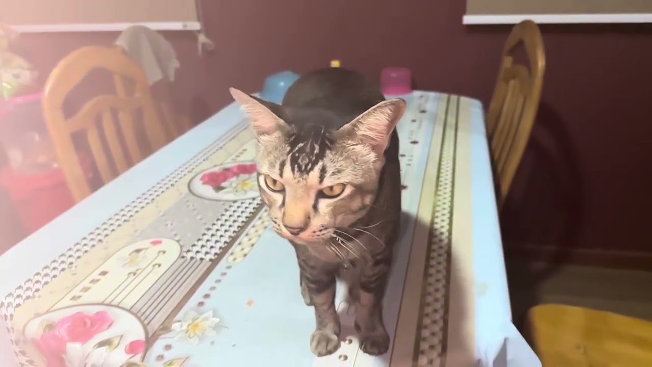 Teman setia bila berjauhan dgn keluarga.(kucing)