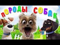 ПОРОДЫ СОБАК + ВИДЕО ПРО СОБАК + КАРТОЧКИ ДОМАНА + ОБУЧАЮЩЕЕ И РАЗВИВАЮЩЕЕ ВИДЕО ДЕТЯМ