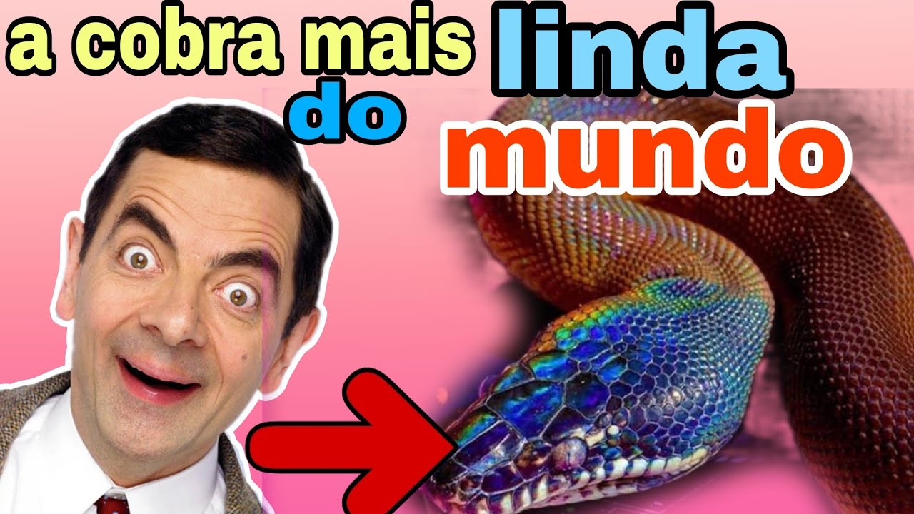 Conheça a cobra mais bonita do mundo - Blog da Cobasi