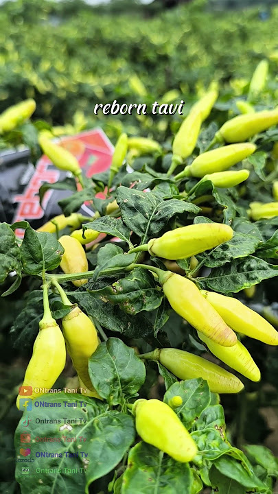 yang lagi viral cabe rawit reborn tavi buah keras tahan virus #caberawit #reborntavi #cabereborntavi