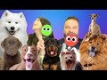 Yes or NO! (Dog Breeds) - Emzotic VS Danny