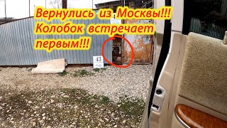 Вернулись из Москвы!!! Встреча с бандой!!! питбуль/волк