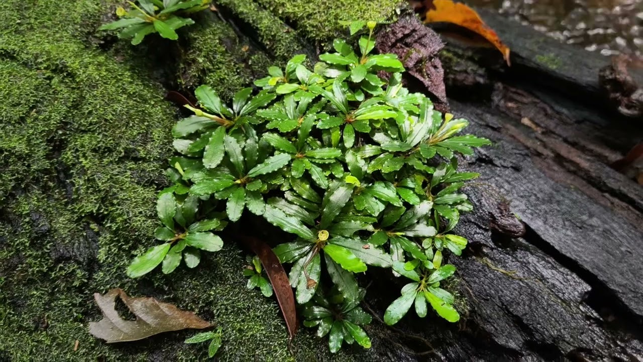 Bucephalandra sp.from Nanga pinoh【AZ1125-6】 - azulaquarium's diary