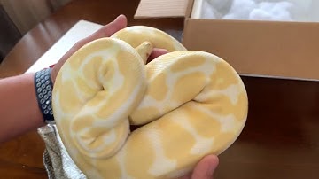 Albino Ball Python Unboxing 2019
