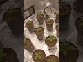 Back from the dead timelapse! Terpy Highs