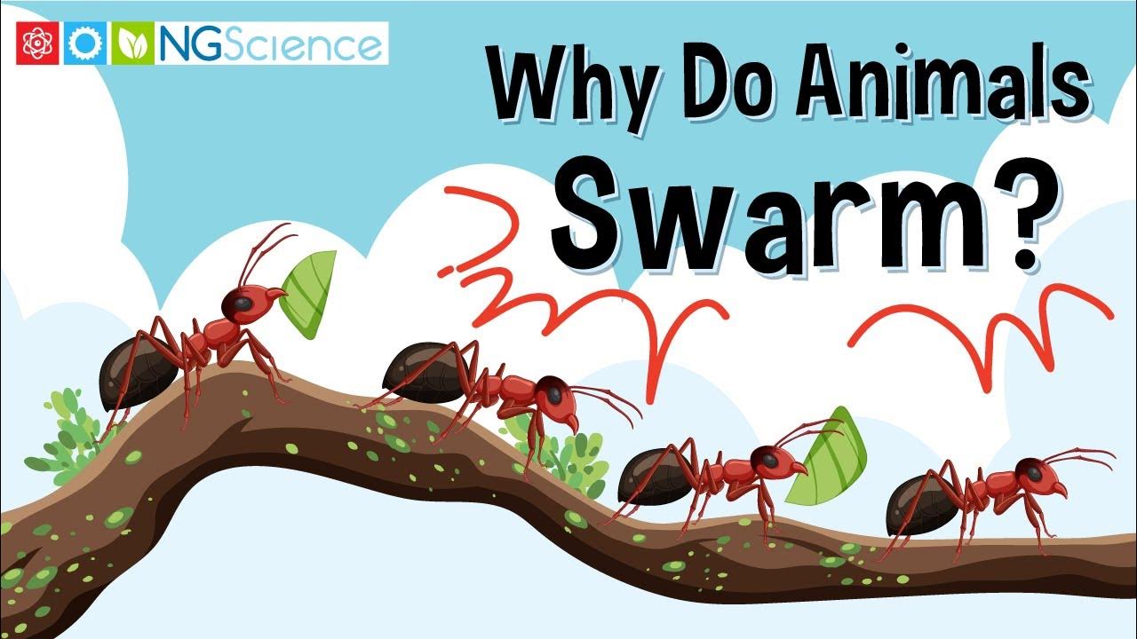 Why Do Animals Swarm? - YouTube